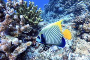 シュノーケリング