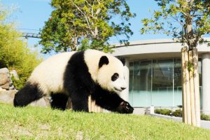 アドベンチャー